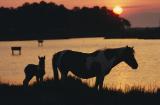 Climate Change and Chincoteague NWR Featured Image