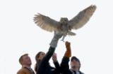 Owl Release at Larimer County Regional Open Space