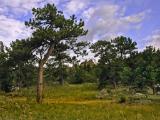 Ponderosa Pine Savannah ecosystem type near Red Feather, Colorado  
