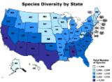 Species Diversity by State