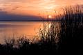 A classic sunset with silhouetted grasses in the foreground. Lake Apopka, Florida.