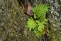 Early March in ABRP, hardwood forest; resurrection fern