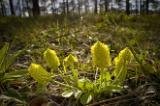 Candyroot flowers, Apalachicola National Forest