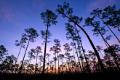 pre-dawn in pine forest of everglades national park, florida