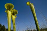 Yellow pitcher plants, Apalachicola National Forest