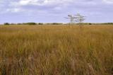 The Everglades Image