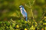 The Florida scrub-jay (Aphelocoma coerulescens) is Florida's only endemic bird species. Photographed with the Florida Scrub-jay Project on Cape Canaveral AFS.