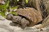 Gopher Tortoise approaching burrow