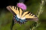 Tiger swallowtail butterfly; Wakulla County, Florida