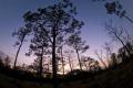 Early March in ABRP, longleaf pine and wire grass