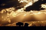 Stately American bison (Bison bison) graze beneath gold-lined clouds.  Establis hed in 1905, the refuge now shelters 625 bison.