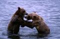 A pair of grizzly bears, Ursus arctos, tussle in the water.