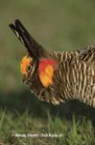 Greater Prairie Chicken (Tympanuchus cupido) 
