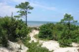 Maritime dune woodland at Savage Neck Natural Area Preserve