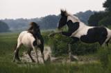 Two wild pony stallions stomp and toss manes in a status display.