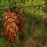 Closeup of a Douglas-fir cone
