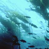 Kelp forest with fish