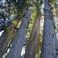 Four big cedar trees
